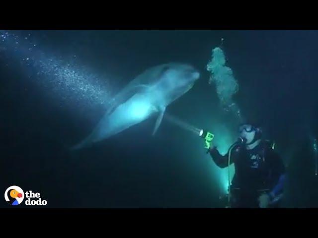 Wild Dolphin Knew Exactly How To Ask People For Help | The Dodo