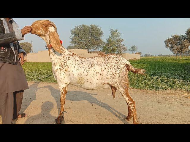 gabban bakriyan Ajmal goat farm Hasilpur 03086171529