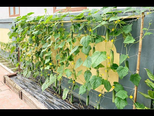 growing cucumbers at home