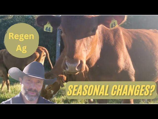 How to Navigate Seasonal Changes with a Beef Herd Regeneratively