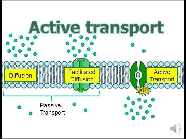 Active Transport