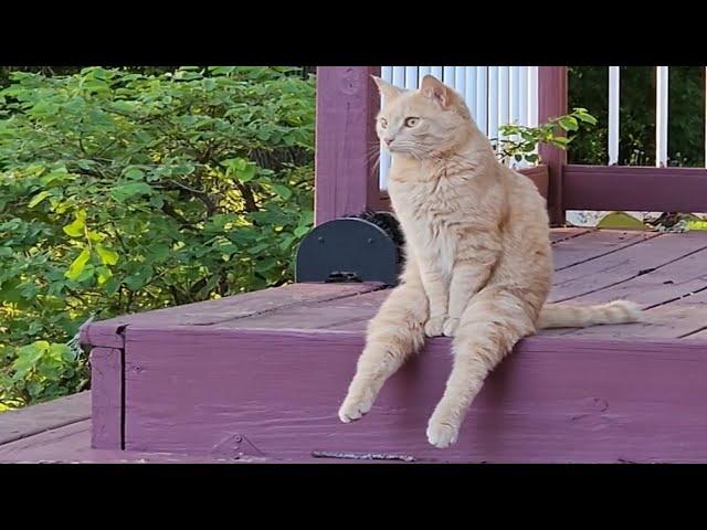 Funny fluffies / Funny moments with animals 2024 / #64