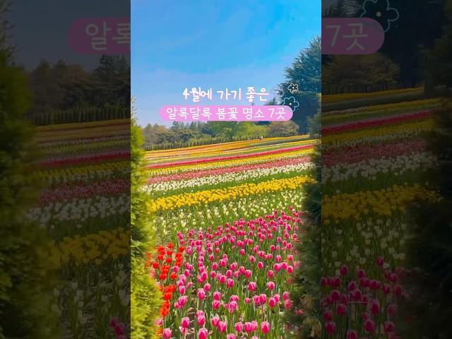 봄꽃 가득한 4월의 국내여행지 추천 #봄여행 #봄여행지 #국내여행 #국내여행지추천 #국내가볼만한곳 #한국여행 #겹벚꽃 #튤립
