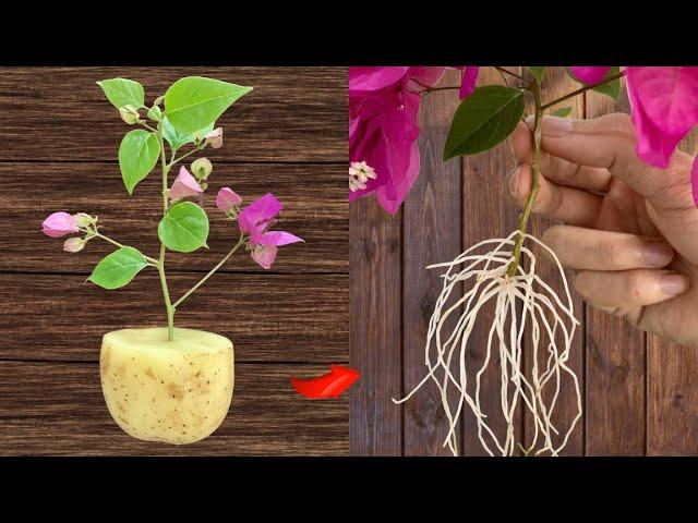 Don't hesitate! How to make paper flowers grow roots super fast in just 1 day