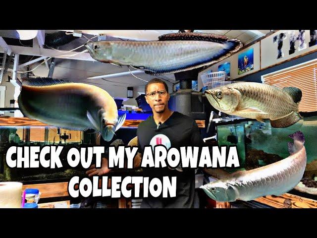 CHECK OUT MY AROWANA COLLECTION