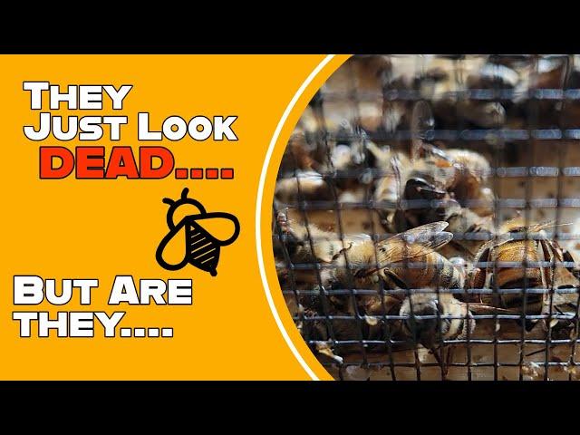 Can This Experiment Bring Dead Honeybees Back to Life?!