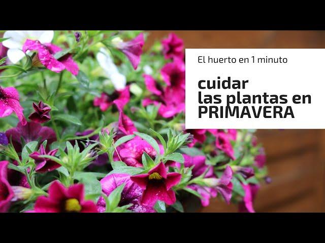 Cuidados de las plantas en PRIMAVERA