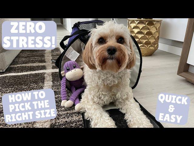 How I Trained My Dog to Love her Carrier for our First International Flight! ️