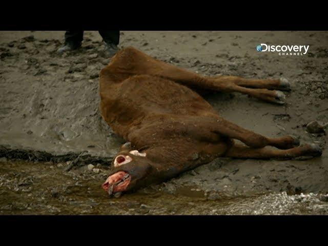 The Unexplained Files - Cattle Mutilation