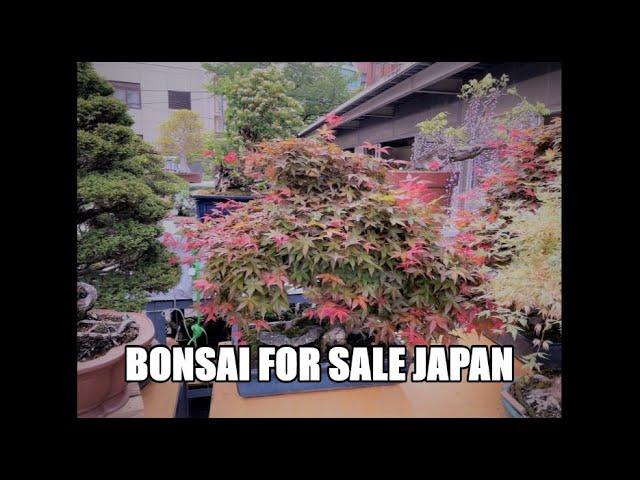 BONSAI FOR SALE (1) at the Ueno Green Club [April, 2021] Japan