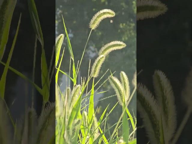 都会の片隅に　 #狗尾草　#エノコログサ　#秋草 #www
