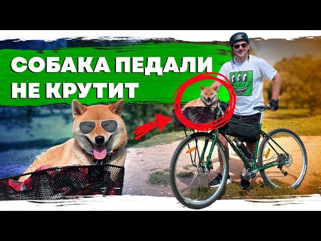 Катаемся по городу с собакой | Велосипед в городе №2