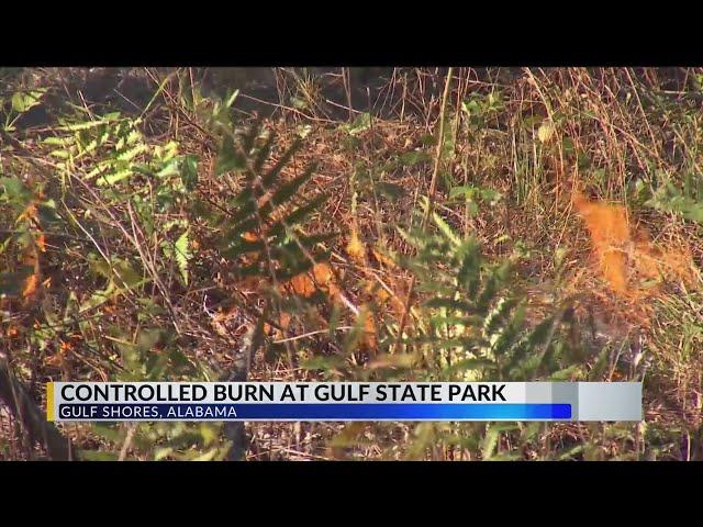 ‘Fire is a good thing’ for Gulf State Park as foresters burn 200 acres near Lake Shelby