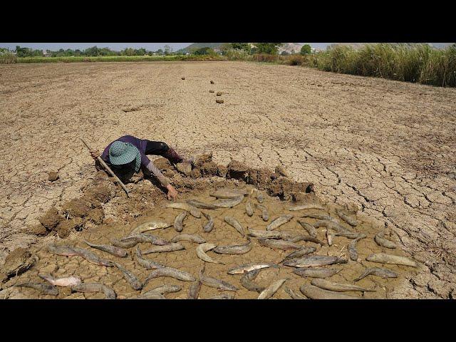 WOW! Excellent Catching Monster Catfish Under Dry Soil - Amazing Fishing at Dry Field in Dry Season