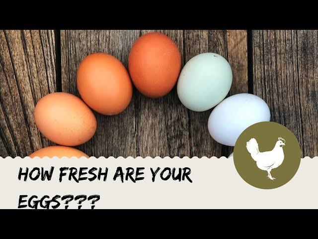 How fresh are your eggs?