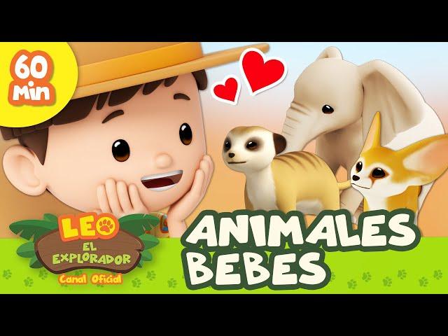 ¡Animales BEBÉ!  Perezoso, Zorro del Desierto y Más | 60 MIN | Leo, El Explorador | Animación Niños