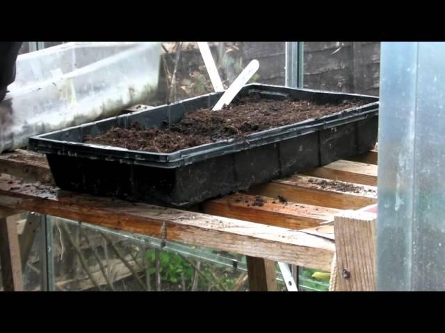 Onions from seed - Claire's Allotment part 159