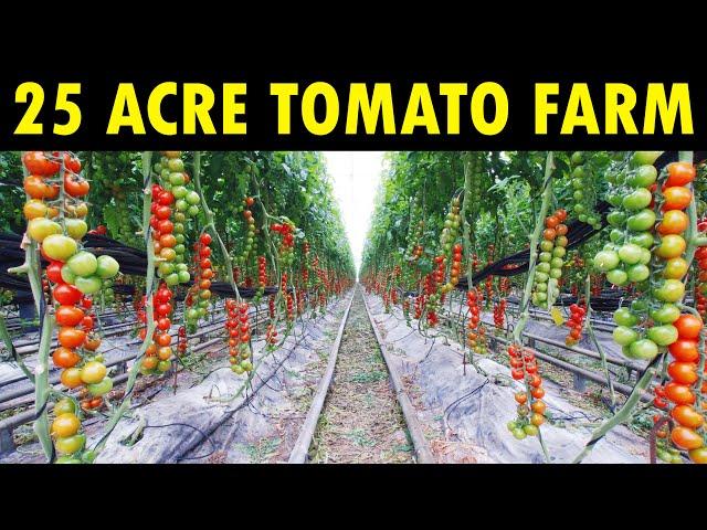 25 Acre High-tech Tomato Farm | Greenhouse Tomato Farming