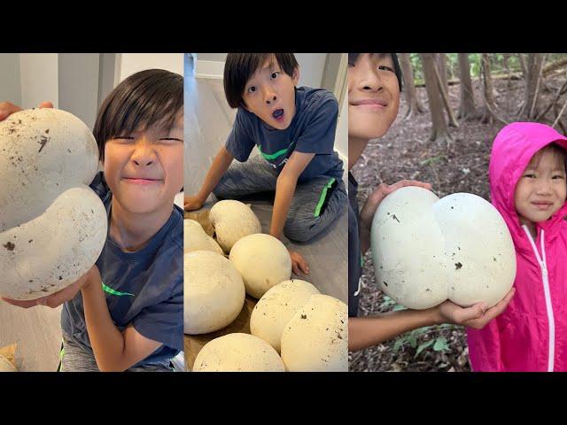 Giant Puffball Mushrooms EVERYWHERE!!  FullHappyBelly