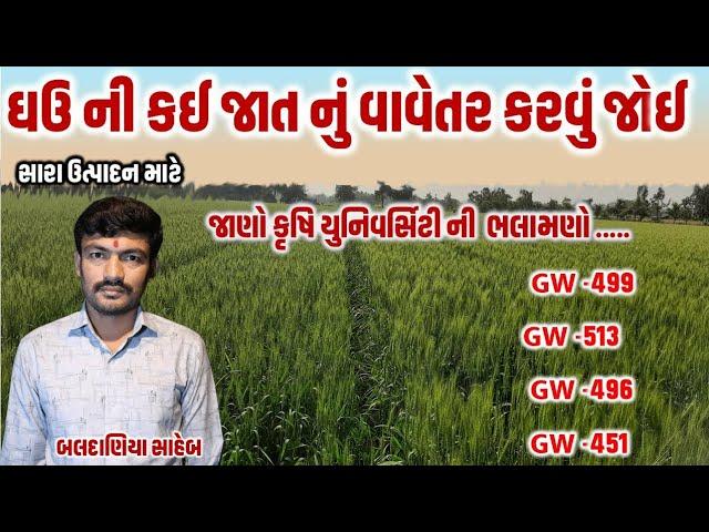 ઘઉ ની કઈ જાત નું વાવેતર કરવું? ghau ni kai jat nu vavetr krvu?/ GW 513 @MANISHBALDANIYA