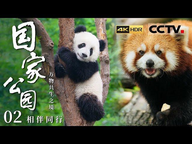 《国家公园·万物共生之境》4K 好可爱的动物宝宝！大熊猫 滇金丝猴等明星动物们集体展现温馨的带娃日常！EP02【CCTV纪录】