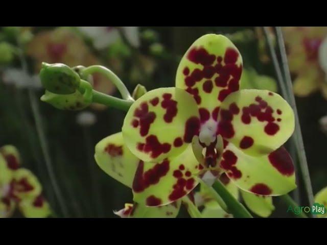How to Grow Orchids - TvAgro por Juan Gonzalo Angel