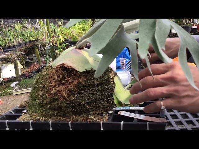 #鹿角蕨拆側芽 #鹿角蕨拆芽 《植株名稱》正側芽 P. willinckii cv celso tatsuta 賽爾索鹿角蕨 20220907-1 母株 #celso #賽爾索