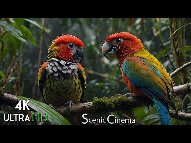 Songbirds Of The Forest - Rainforest Calls | Scenic Cinema With Nature & Bird Sounds 4K