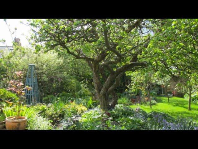 Planning a Fruit Garden - How to Make a Low Maintenance Fruit Garden