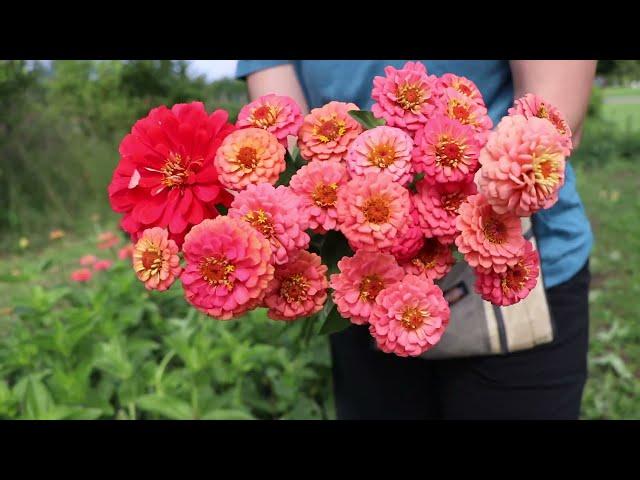 Real-time Flower Farm Harvest : ASMR Calm and Peaceful Posies : Flower Hill Farm