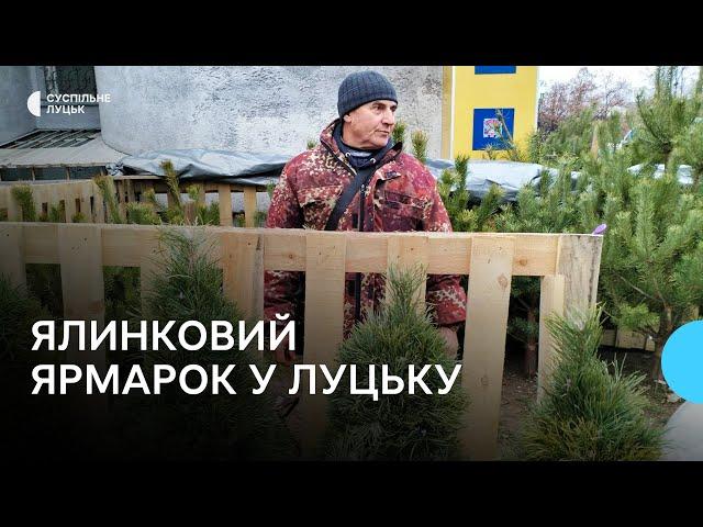 У Луцьку запрацювали ялинкові ярмарки: скільки коштують хвойні дерева до свят