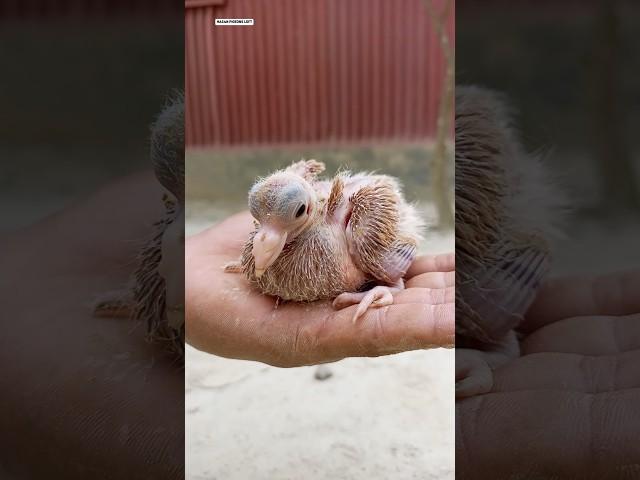 I put a new tag on the pigeon 