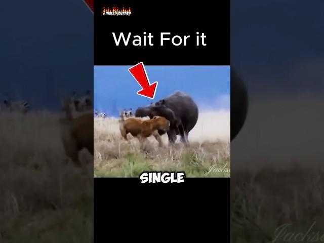 Lion vs. Hippo: King of the Jungle Meets River Beast! 