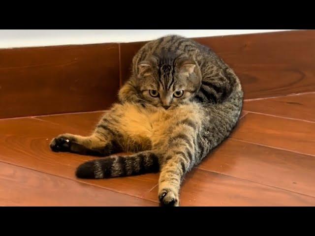 Laugh-Out-Loud Cat Adventures - Funny Cat Moments 2024