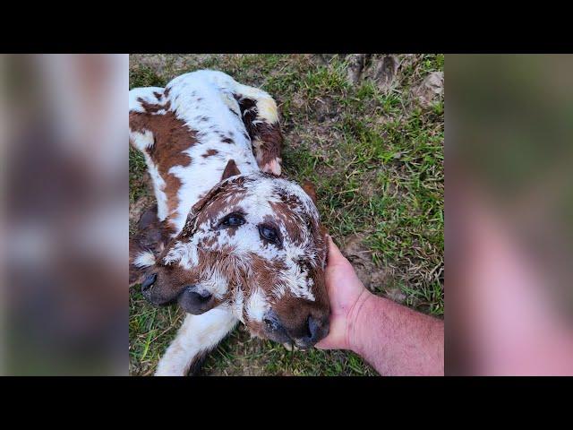 Rare two-faced calf affectionately named 'Deux Face' born on Acadiana farm