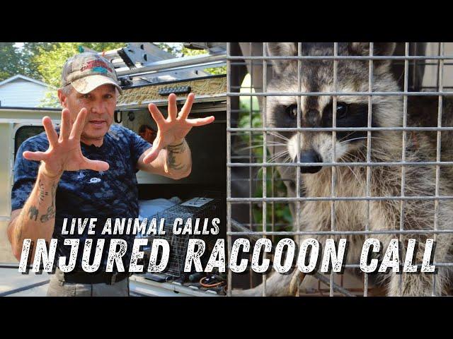 2.2 Dealing With an Injured Raccoon - The Wildlife Command Center