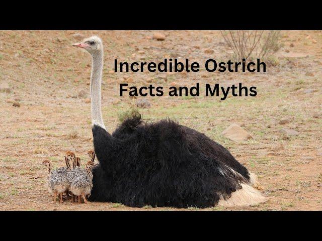 Revealing Incredible Ostrich Facts and Myths  #ostriches #birds #amazingfacts #factsaboutanimals