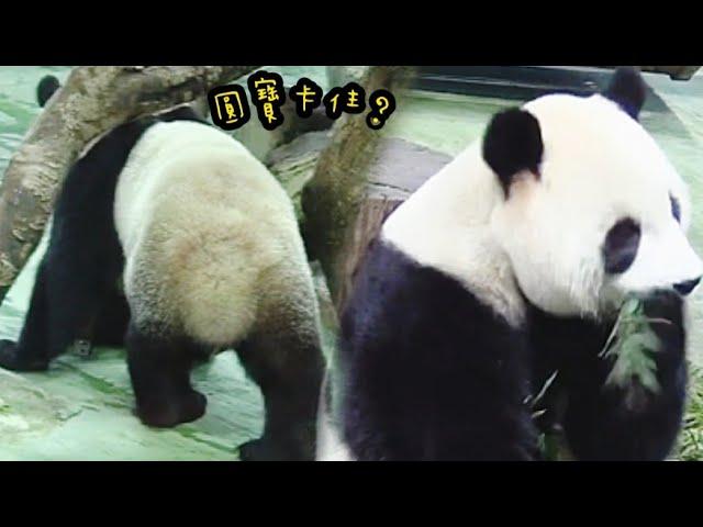 圓寶定住停超久，圓寶在想什麼？？|熊貓貓熊The Giant Panda Yuan Yuan and Yuan Bao|台北市立動物園