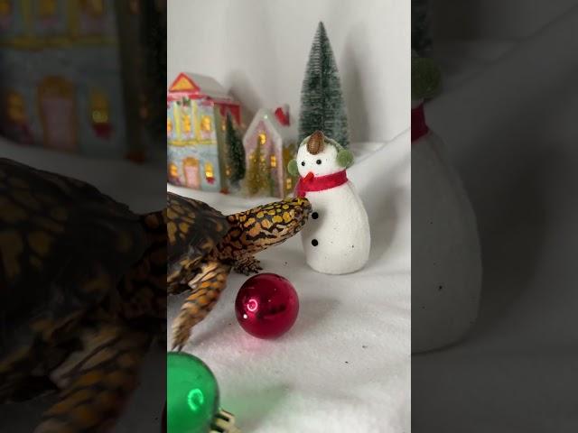 The Turtle Who Destroyed Christmas! 