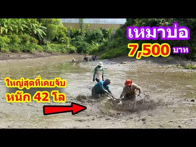 เหมาบ่อ 7,500บาท บ่อ14ปี เจอปลาใหญ่กว่าทุกบ่อ | Ep.081