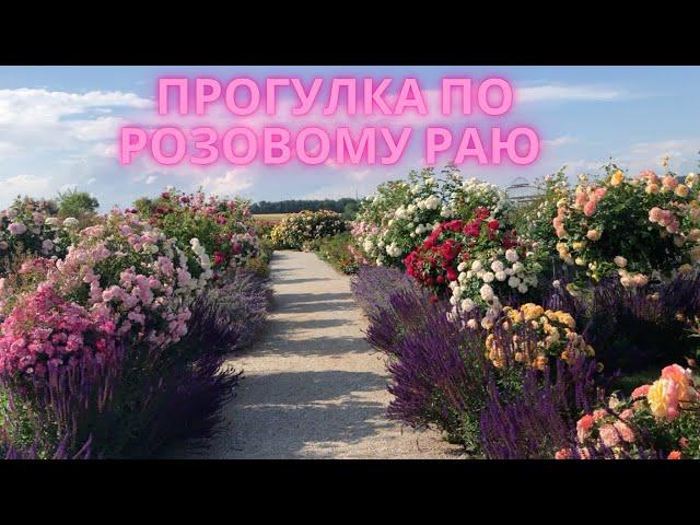 Прогулка по розовому питомнику (с названиями)