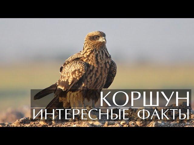 Коршун - интересные факты