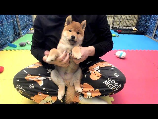 Shiba Inu Puppy Cam - K-Team - Knox Waves Goodbye