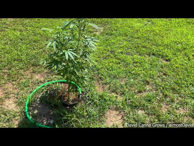 Outdoor Cannabis Grow Season 2024 - Update 2 - Out at Phillie Farms Watering (Northern Virginia)