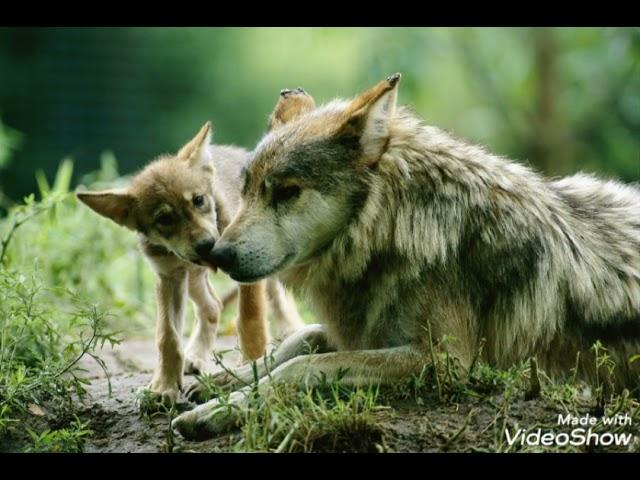 Wolf Therian Meditation (With forest and relaxing music)