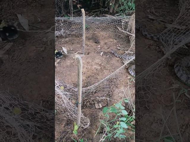 Easy Cobra Snake Trap Using Baby Duck & Nets #shorts