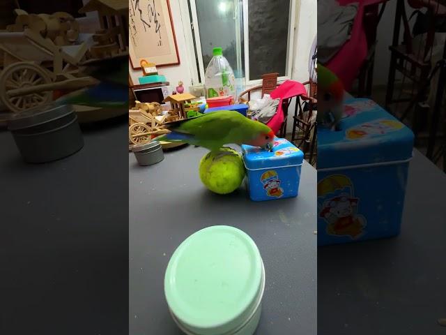 Bird Training : Smart lovebird Parrot , Smart Little Cute Parrot #training #smartparrot #cute