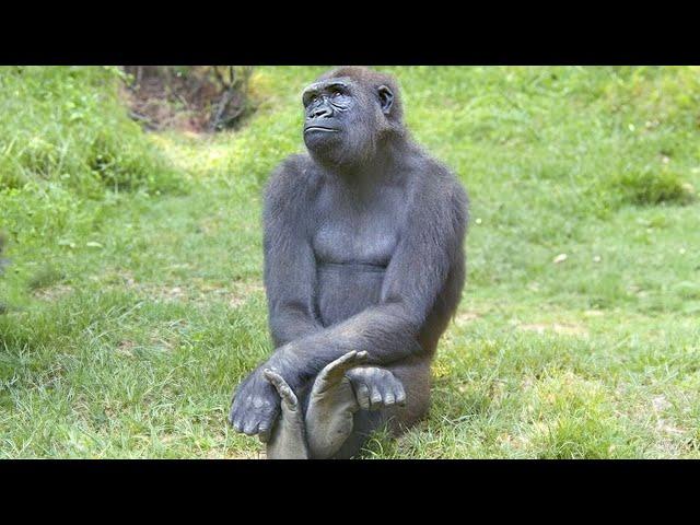 The FUNNIEST Monkeys  Best Compilation