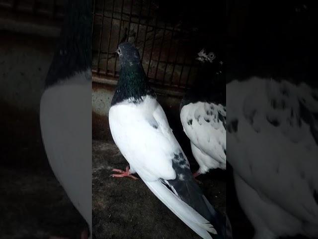 ch sakhi taddy|| #sheikhpegioncornor #birds #viral #shorts #pigeon #ytshorts #shortsvideo