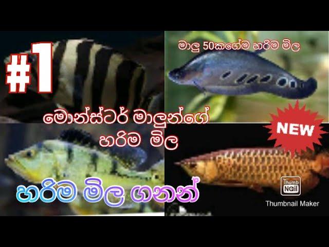 Monster fish price in sri lanka|monster fish|fish keeping